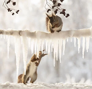 Images Dated 4th March 2021: Red squirrel is holding an icicle another stand on ice branch above Date: 12-02-2021