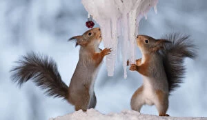 Red Squirrels playing Gallery: Red Squirrel are holding icicles Date: 20-01-2021