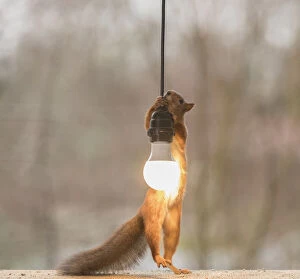 Claw Gallery: Red Squirrel is holding a lamp     Date: 05-11-2021