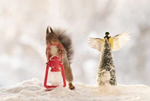 Titmouse Collection: Red squirrel holding a lantern with bird in flied