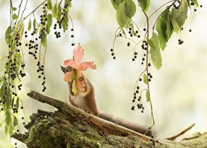 Images Dated 6th August 2021: Red Squirrel holding a leaf