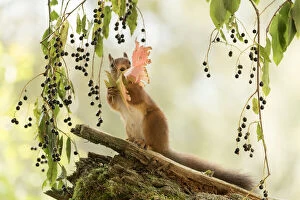 Bird Cherry Gallery: Red Squirrel holding a leaf     Date: 06-08-2021