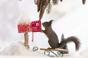 Pinecone Gallery: Red Squirrel is holding a letter in an letterbox on a sledge in snow Date: 30-01-2021