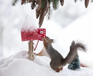 Images Dated 28th February 2021: red squirrel holding a letter in an letterbox with snow