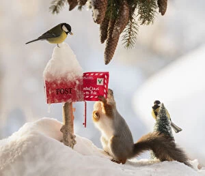Post Gallery: Red Squirrel is holding a letter in an letterbox with snow and great tit Date: 29-01-2021