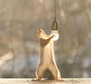 Cable Gallery: Red Squirrel is holding a light bulb     Date: 06-11-2021