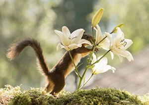 Images Dated 28th July 2021: Red Squirrel holding lilium flowers Date: 27-07-2021