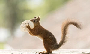 Images Dated 30th July 2021: Red Squirrel is holding a mask before mouth
