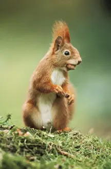 Collecting Prints: Red Squirrel - holding nut in mouth