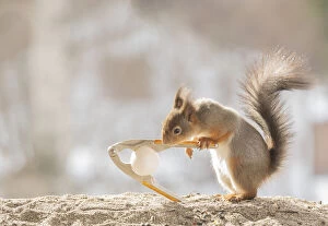 Images Dated 16th March 2021: Red Squirrel holding a nutcracker with a egg