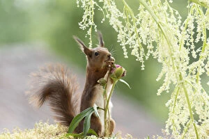 Smell Gallery: red squirrel is holding an Peony bud under rhubarb flowers     Date: 12-06-2018