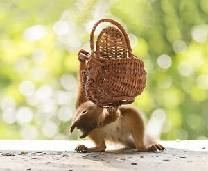 Images Dated 25th July 2021: Red Squirrel holding a picnic basket Date: 24-07-2021