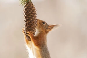 Images Dated 12th April 2021: Red Squirrel holding a pinecone