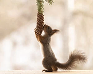 Images Dated 15th April 2021: Red Squirrel holding a pinecone