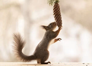Images Dated 15th April 2021: Red Squirrel holding a pinecone