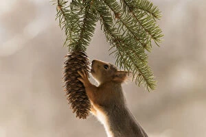 Eurasian Red Squirrel Gallery: Red Squirrel holding a pinecone Date: 28-04-2021