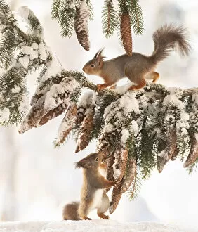 Images Dated 27th February 2021: Red Squirrel is holding a pinecone and looking up at a squirrel on a branch Date: 26-01-2021