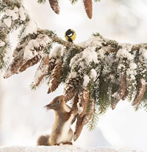Pinecone Gallery: Red Squirrel is holding a pinecone and looking at a titmouse Date: 26-01-2021