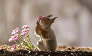 Images Dated 19th April 2021: red squirrel holding an pink daisy Date: 18-04-2021