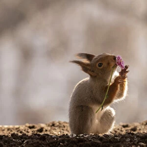 Images Dated 19th April 2021: red squirrel holding an pink daisy in mouth Date: 18-04-2021