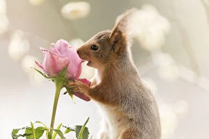 Images Dated 7th May 2021: Red Squirrel holding a pink rose Date: 07-05-2021