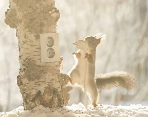 Cable Gallery: Red Squirrel holding an plug     Date: 14-11-2021