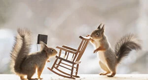 red squirrel is holding a rocking chair Date: 06-03-2021