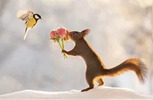 Gift Collection: Red squirrel holding a rose bouquet with flying titmouse