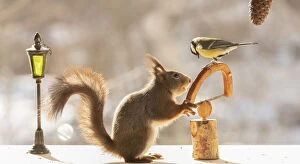 Animal Wildlife Gallery: red squirrel holding a saw with a wallnut with great tit Date: 07-03-2021