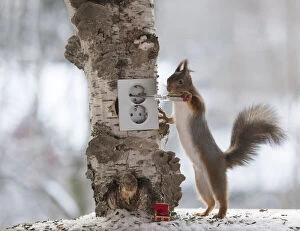 Claw Gallery: Red Squirrel is holding a screwdriver with a socket     Date: 16-11-2021