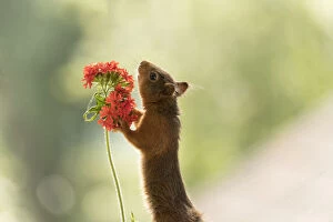 Images Dated 13th July 2021: Red Squirrel holding a Silene chalcedonica flower Date: 12-07-2021