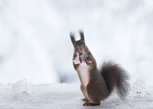 Red Squirrel is holding skates Date: 14-12-2021