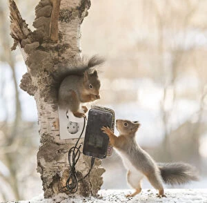 Cable Gallery: Red Squirrel is holding a smartphone     Date: 15-11-2021