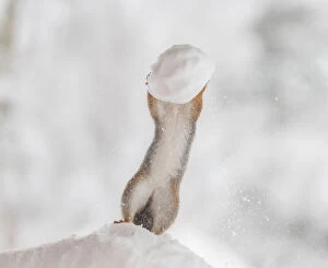 Images Dated 27th February 2021: Red Squirrel is holding an snowball Date: 24-01-2021
