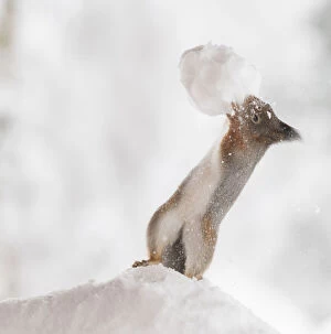 Images Dated 27th February 2021: Red Squirrel is holding a snowball Date: 24-01-2021