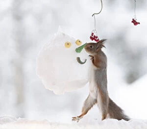 Images Dated 24th February 2021: Red squirrel is holding a snowman mask Date: 09-01-2021