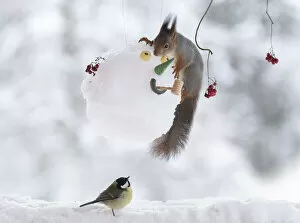 Titmouse Gallery: Red squirrel is holding on to a snowman mask with titmouse beneath Date: 10-01-2021