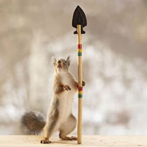 Images Dated 8th March 2021: Red squirrel is holding a spear