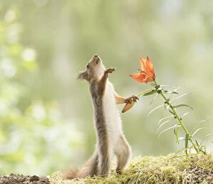 Images Dated 27th June 2021: red squirrel holding a tiger lily flower Date: 26-06-2021