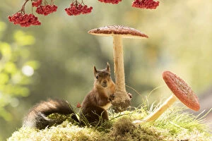 Images Dated 1st September 2021: Red Squirrel holding a toadstool Date: 01-09-2021