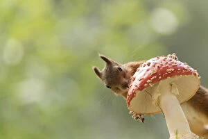 Images Dated 1st September 2021: Red Squirrel holding a toadstool Date: 31-08-2021