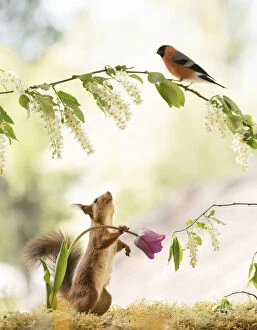 Finch Collection: Red Squirrel holding a tulip looking up towards an bullfinch