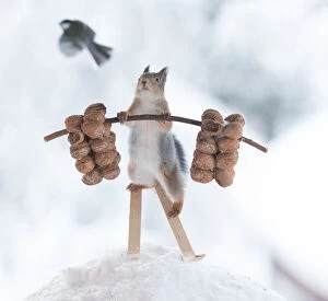 Red Squirrel is holding weights on skis Date: 06-12-2021