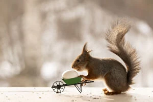 No People Gallery: Red Squirrel holding a wheelbarrow with egg Date: 19-03-2021
