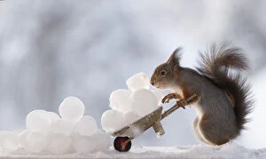Images Dated 27th February 2021: Red Squirrel is holding an wheelbarrow with ice balls Date: 19-01-2021