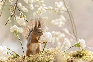 Images Dated 6th May 2021: Red Squirrel holding a white Dianthus flower