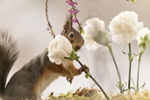 Images Dated 1st May 2021: Red Squirrel holding a white Dianthus flower Date: 30-04-2021