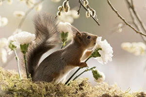 Images Dated 7th May 2021: Red Squirrel holding a white Dianthus flower Date: 06-05-2021