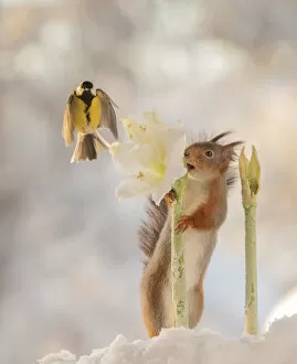 Images Dated 24th February 2021: Red squirrel is holding a white Hippeastrum flower with flying titmouse Date: 18-01-2021