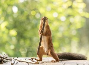 Images Dated 28th July 2021: Red Squirrel holding a wooden stick Date: 27-07-2021